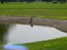 Golf Outing Hawk 1_small.jpg (2053 bytes)